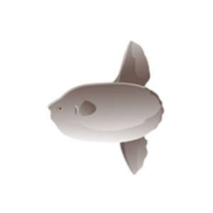 Ocean Sunfish